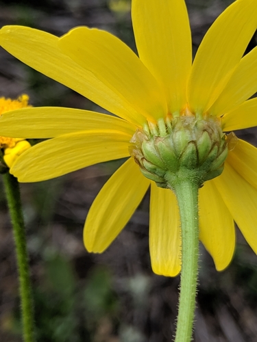 Image of Sticky Oxeye (Heteranthemis viscide) by no rights reserved