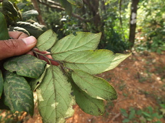 Diospyros montana