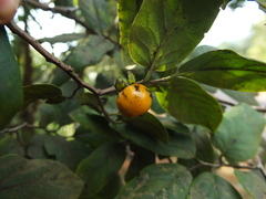 Diospyros montana