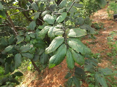 Diospyros montana