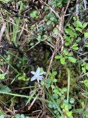 Thalictrum urbainii