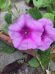 Ipomoea pes-caprae
