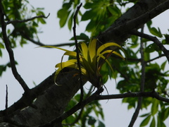 Tillandsia elongata