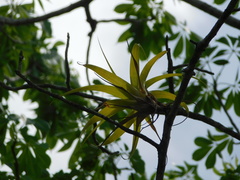 Tillandsia elongata