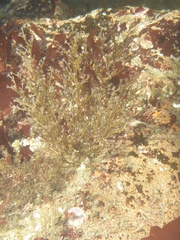 Eudendrium californicum image