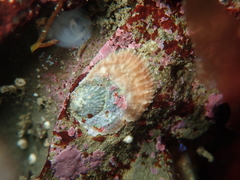 Pododesmus macrochisma