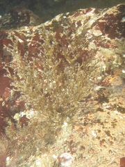 Eudendrium californicum