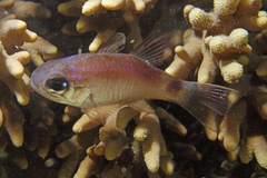 Nectamia savayensis