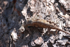 Sceloporus lemosespinali