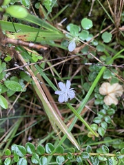 Thalictrum urbainii
