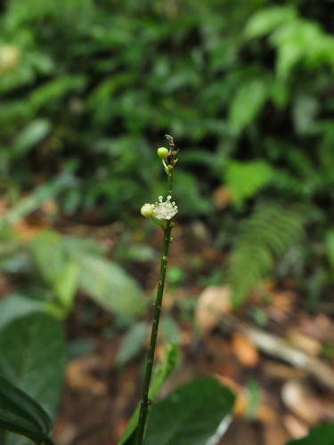 Croton gibsonianus