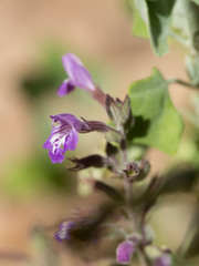 Hedeoma nana