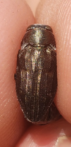 Chrysobothris schaefferi