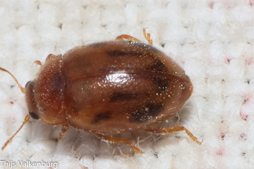 Round-keeled Rhyzobius, Driel, Netherlands, photo 9 of 10