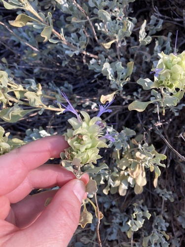 Image of Salvia pachyphylla by (c) Amanda Fisher, some rights reserved (CC BY)