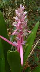 Aechmea marauensis