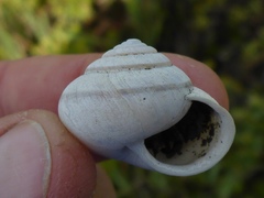 Helminthoglypta stiversiana