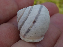 Helminthoglypta stiversiana