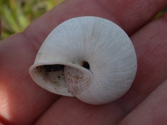 Helminthoglypta stiversiana