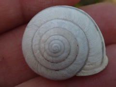 Helminthoglypta stiversiana