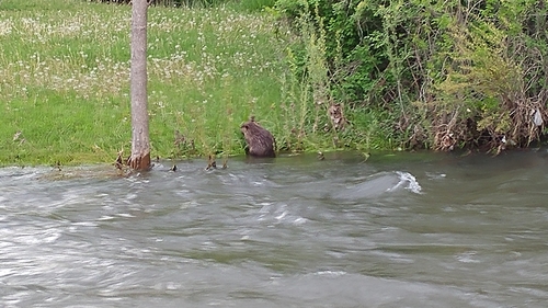 American Beaver photographed in South Dakota