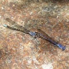 Argia munda