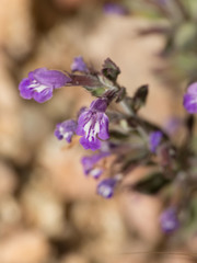 Hedeoma nana