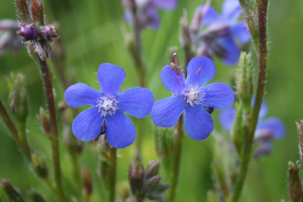 Alkanet