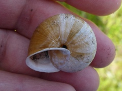 Helminthoglypta stiversiana