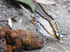 Polyura nepenthes