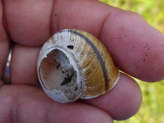 Helminthoglypta stiversiana