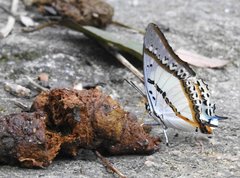 Polyura nepenthes