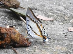 Polyura nepenthes