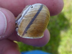 Helminthoglypta stiversiana