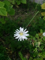 Ixeris chinensis