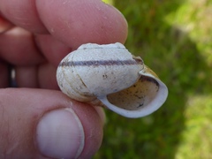 Helminthoglypta stiversiana