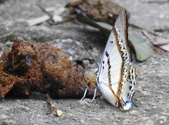 Polyura nepenthes