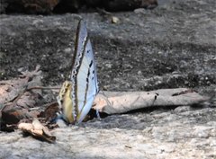 Polyura nepenthes