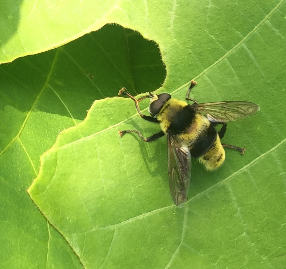Mallota dimorpha