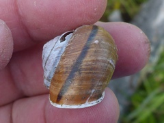 Helminthoglypta stiversiana