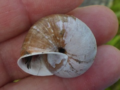 Helminthoglypta stiversiana