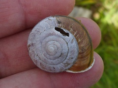 Helminthoglypta stiversiana