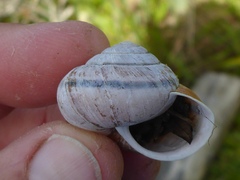 Helminthoglypta stiversiana