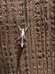 Carectocultus perstrialis