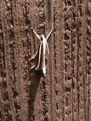 Carectocultus perstrialis