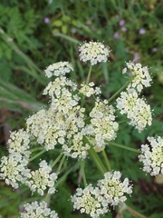 Ligusticum apiifolium