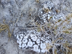 Psoraceae
