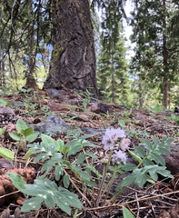 Hydrophyllum occidentale
