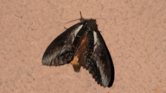 Hylaeora caustopis