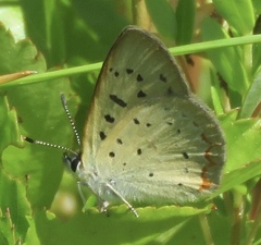 Tharsalea epixanthe